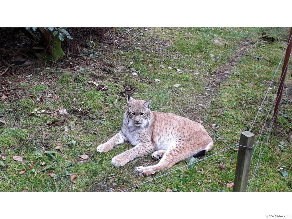 Ein Luchs