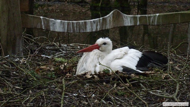 Ein Storch beim Brühten