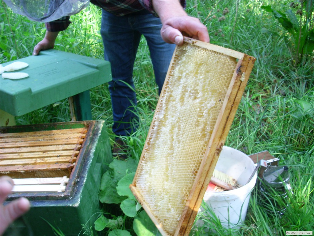 Arbeit der Bienen